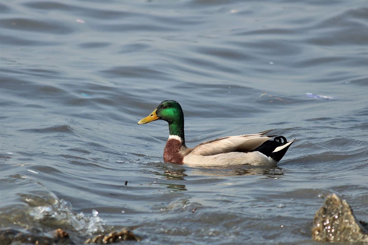 Mallard