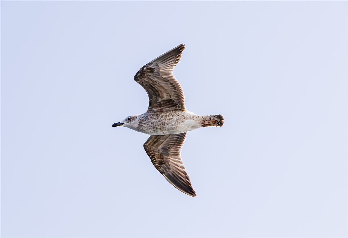 Yellow-legged Gull