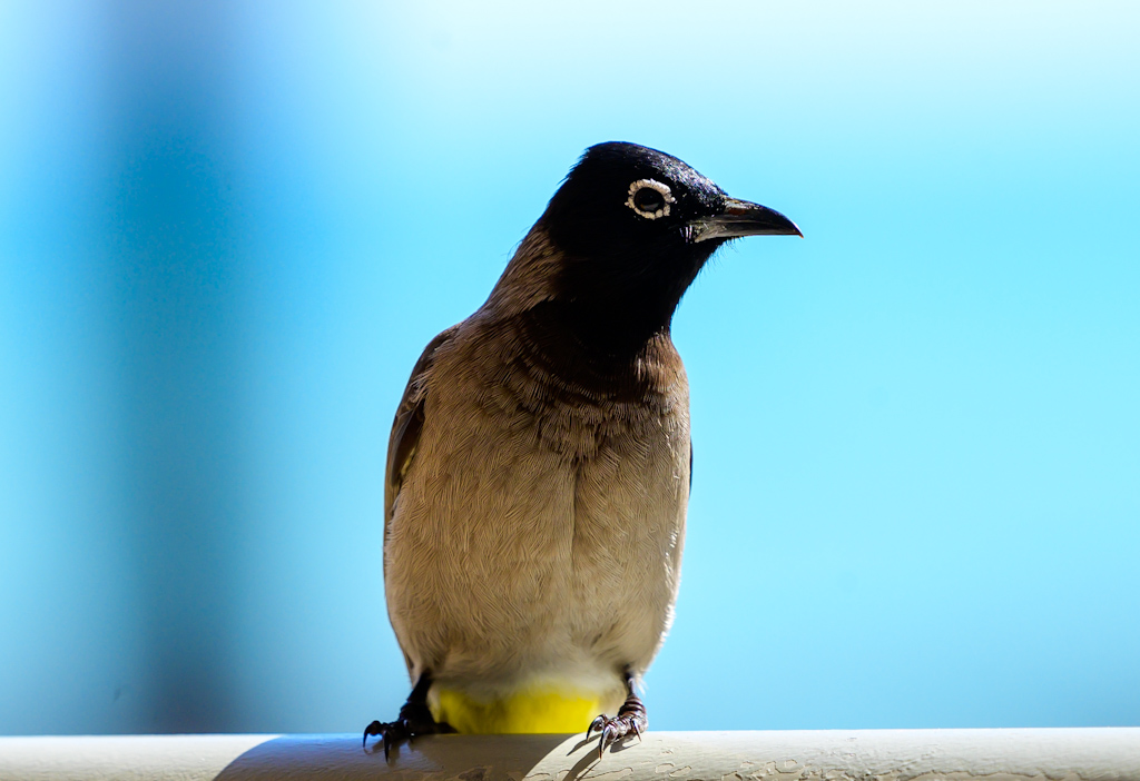 White-spectacled Bulbul