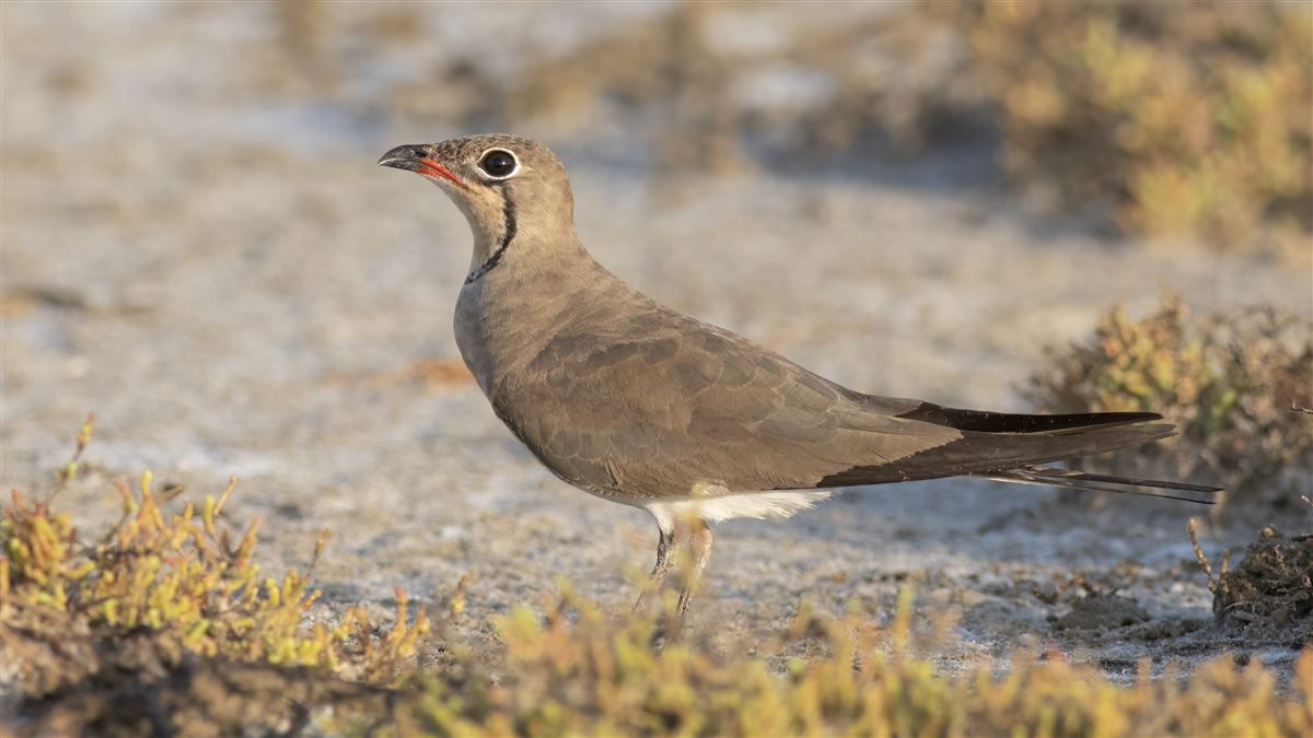 Collared Pratincole