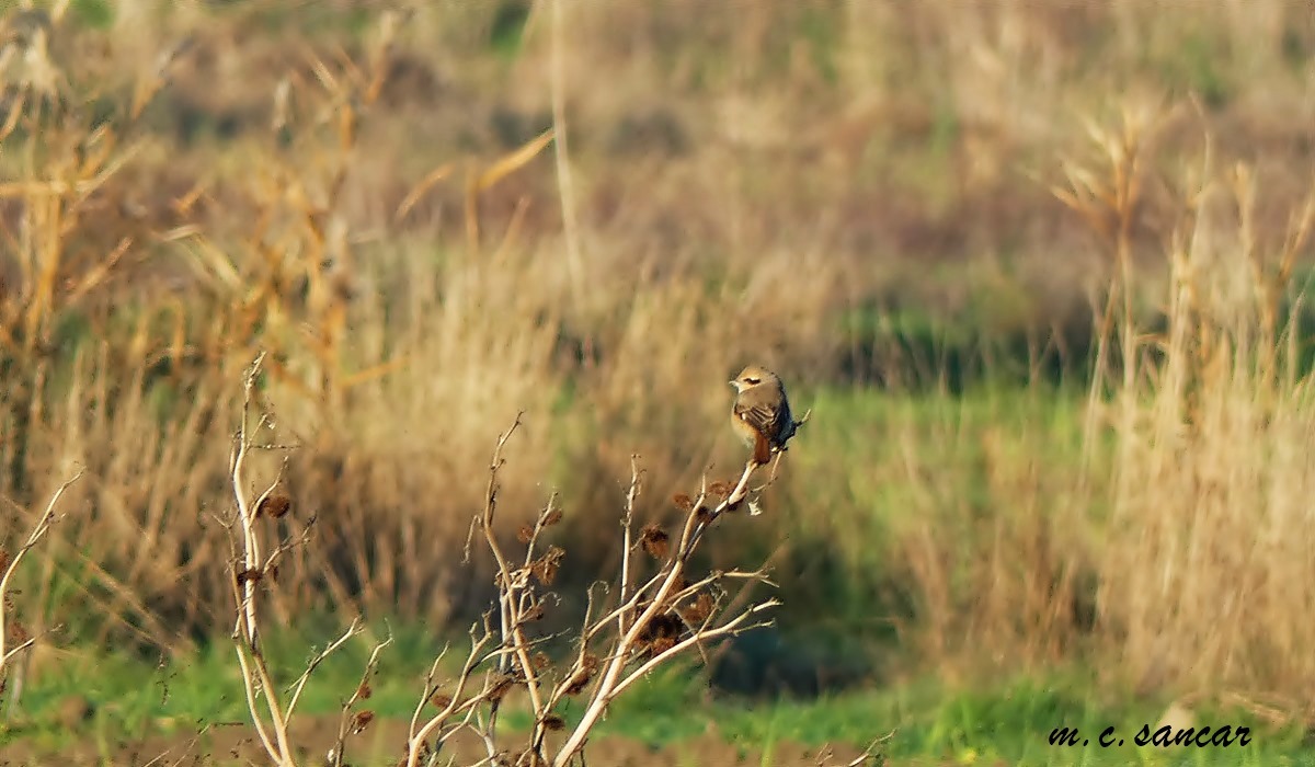 Isabelline Shrike