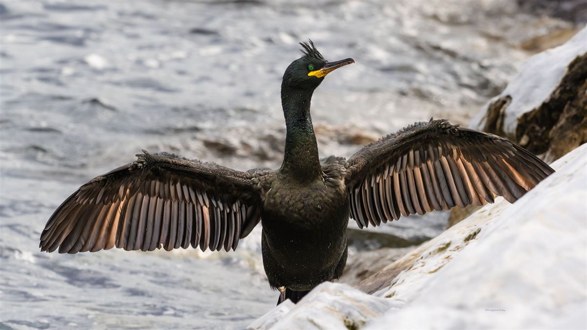 European Shag