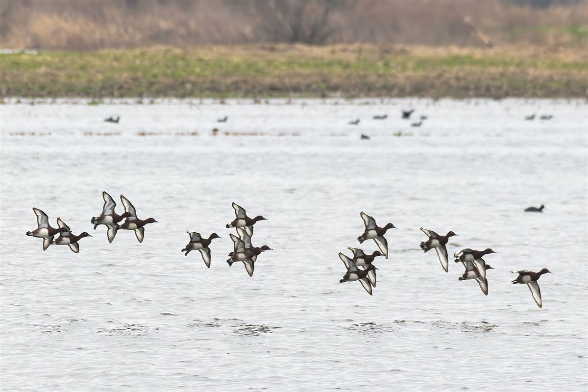 Ferruginous Duck