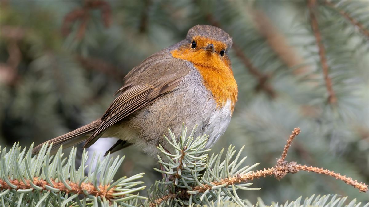 European Robin