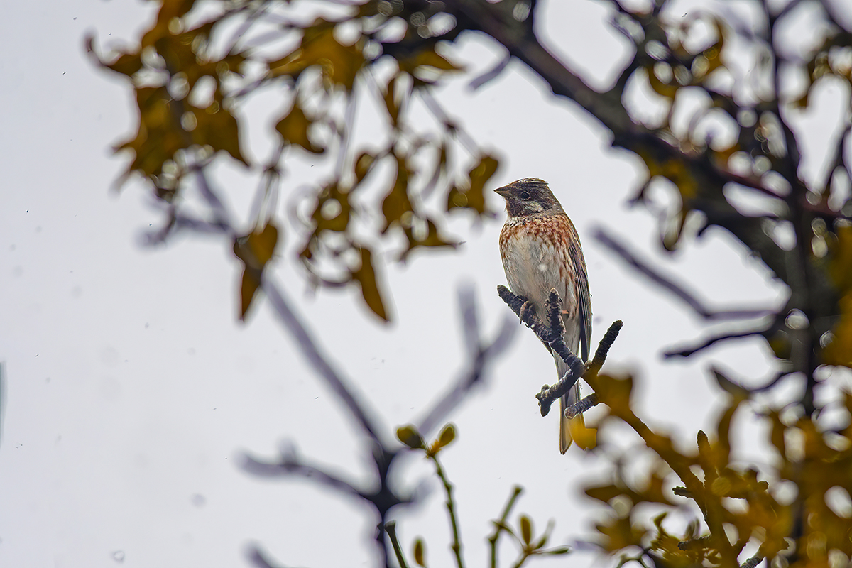 Pine Bunting