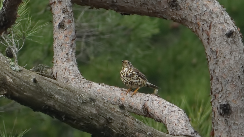Mistle Thrush