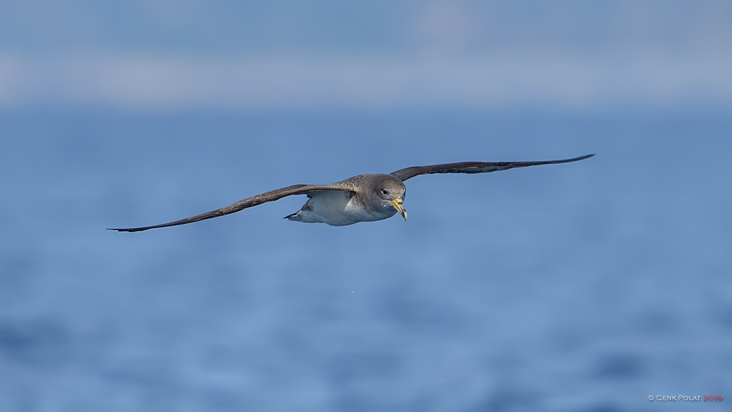 Scopoli`s Shearwater