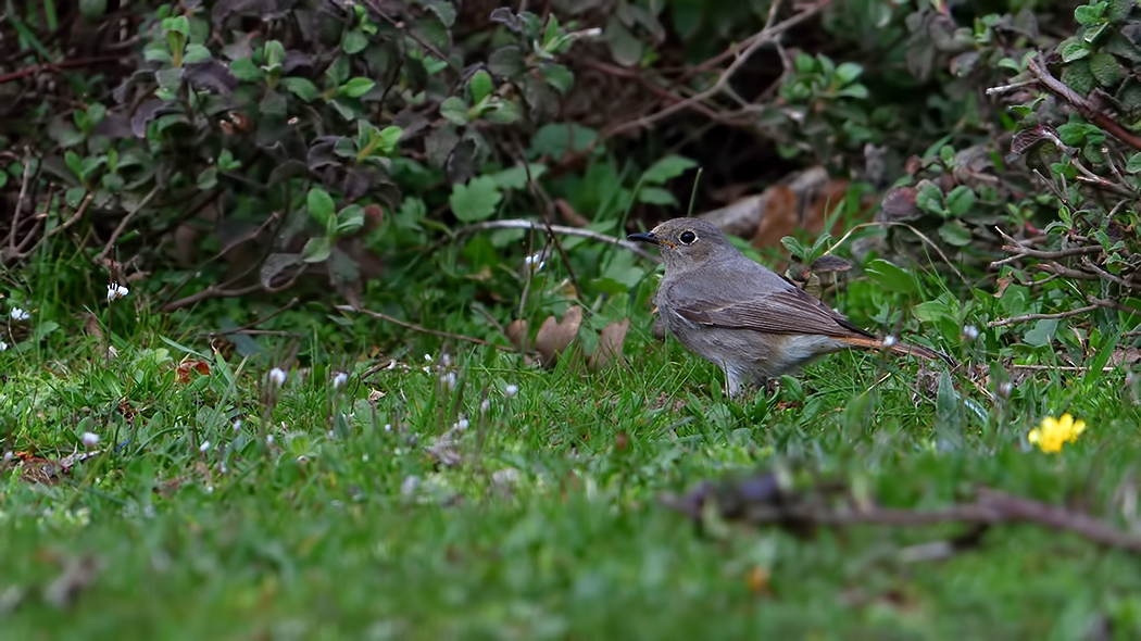 Black Redstart