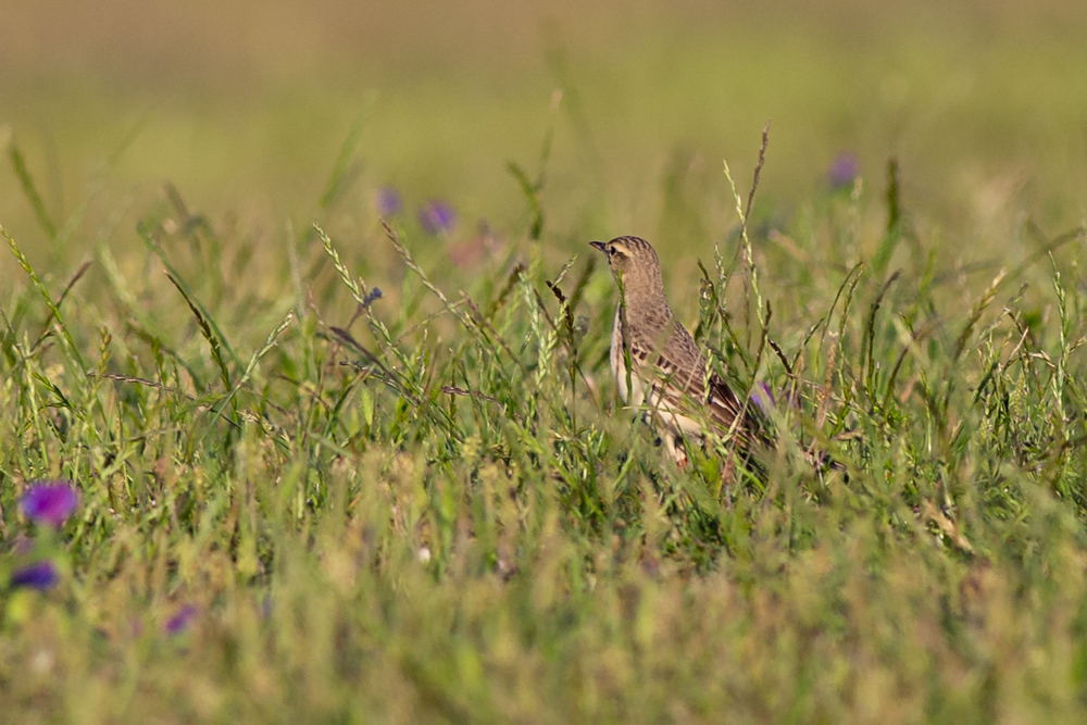 Tawny Pipit