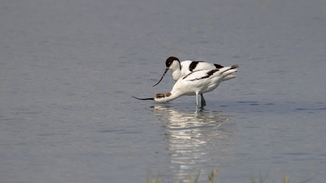 Pied Avocet