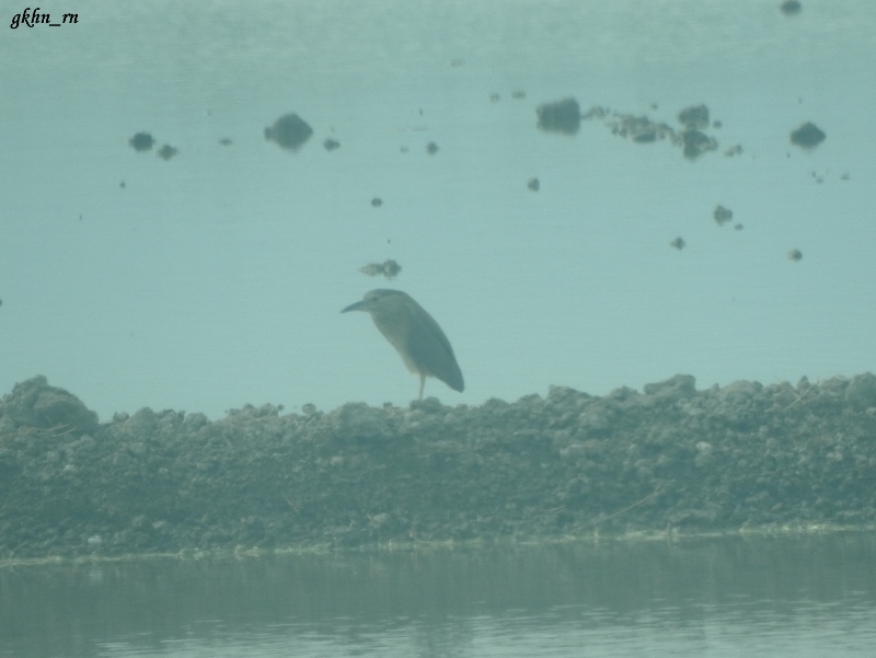 Black-crowned Night Heron