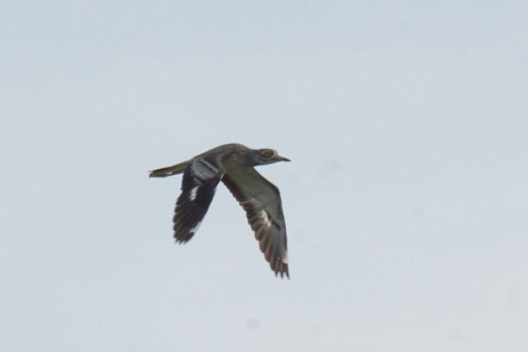Eurasian Stone-curlew