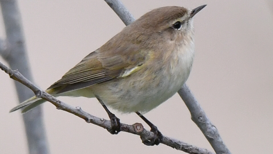 Mountain Chiffchaff