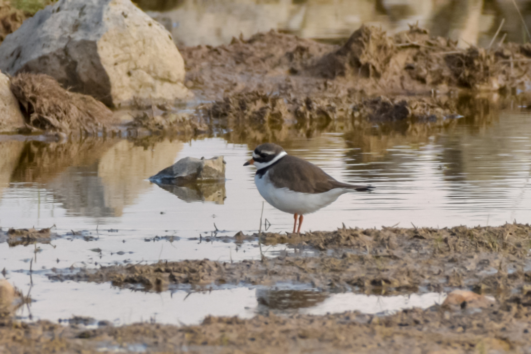 Common Ringed Plover