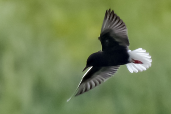 White-winged Tern