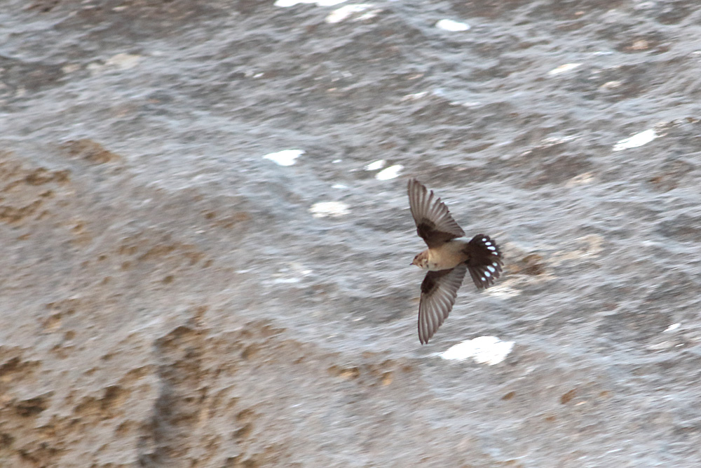Eurasian Crag Martin