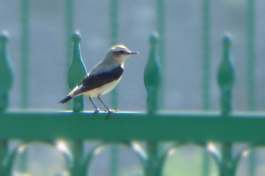 Northern Wheatear