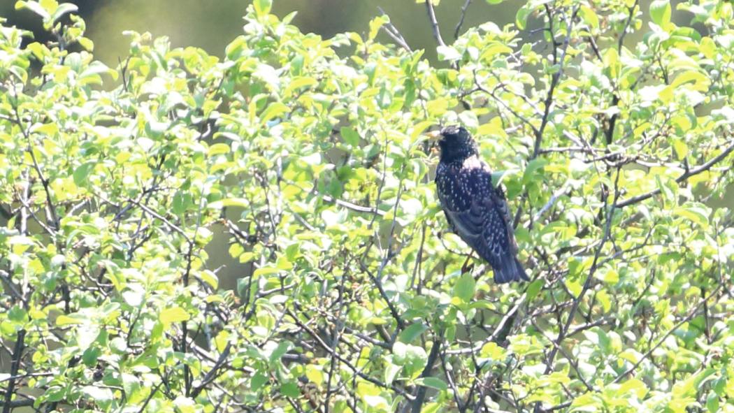 Common Starling
