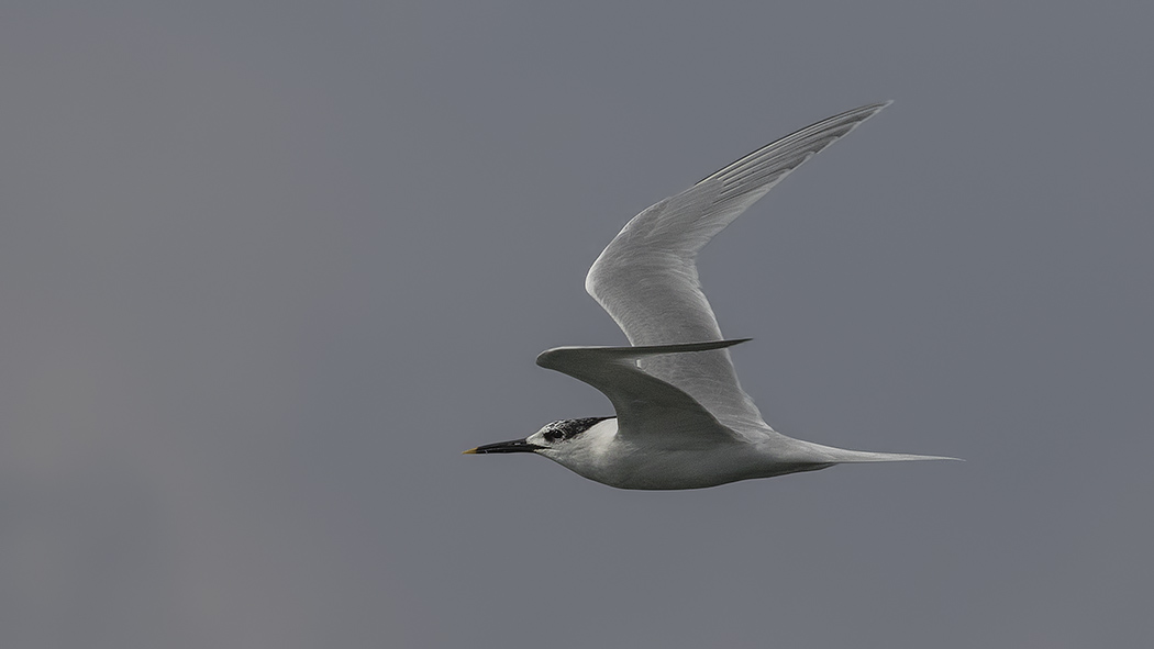 Sandwich Tern