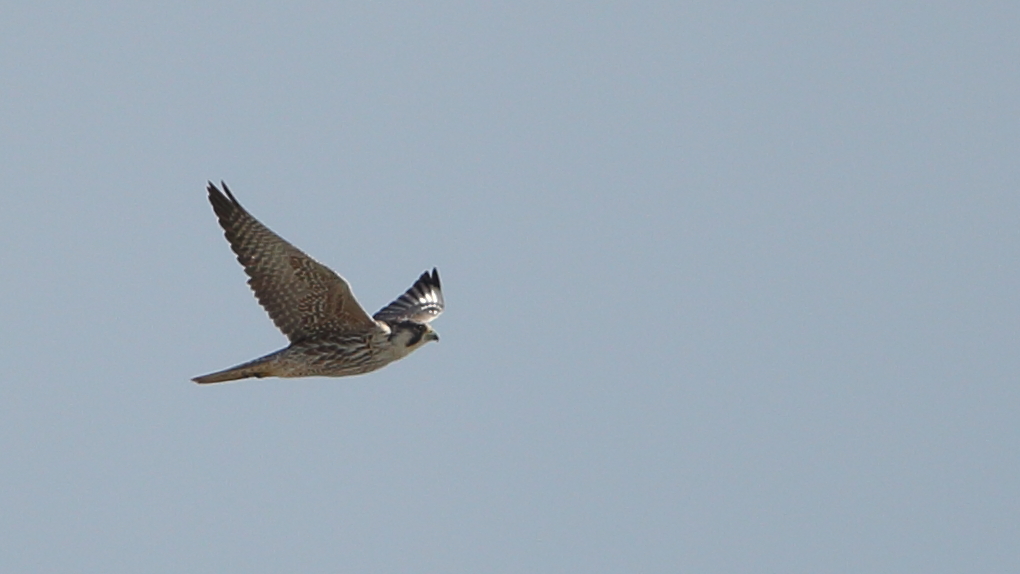 Peregrine Falcon