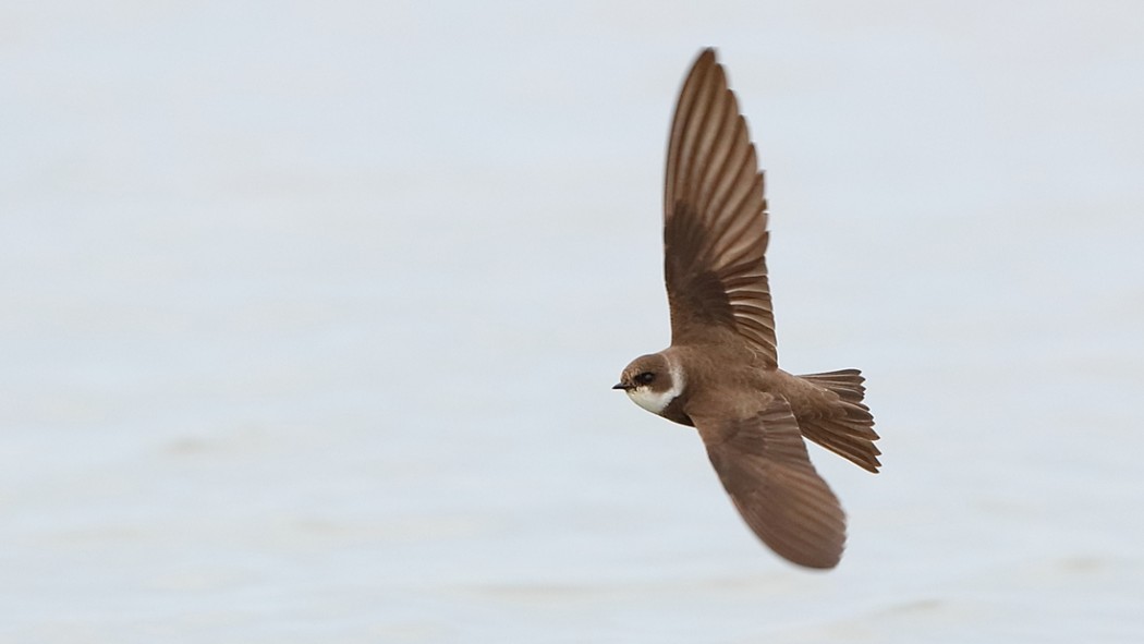 Sand Martin