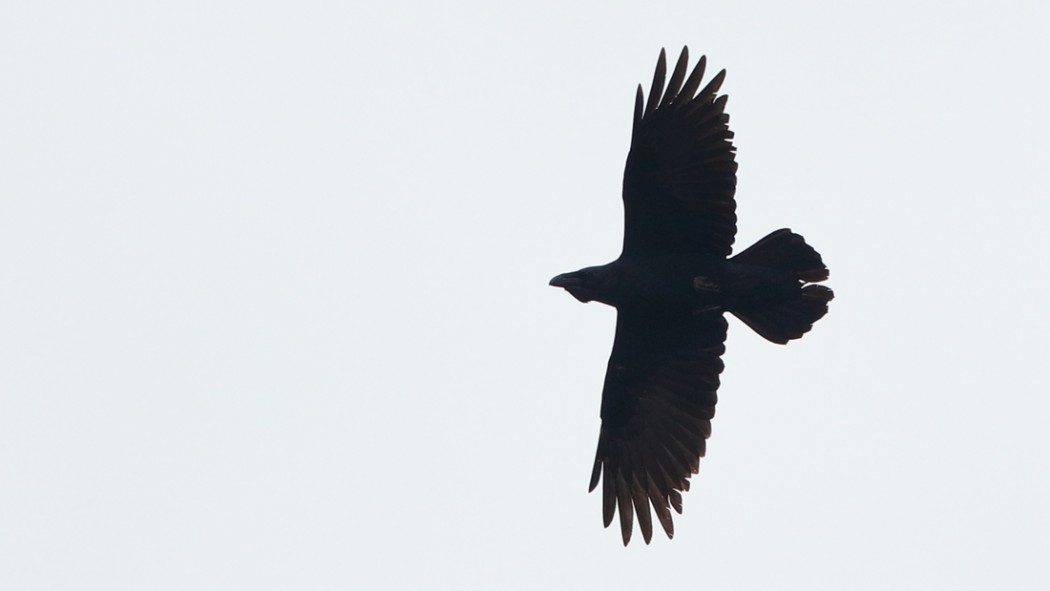 Northern Raven