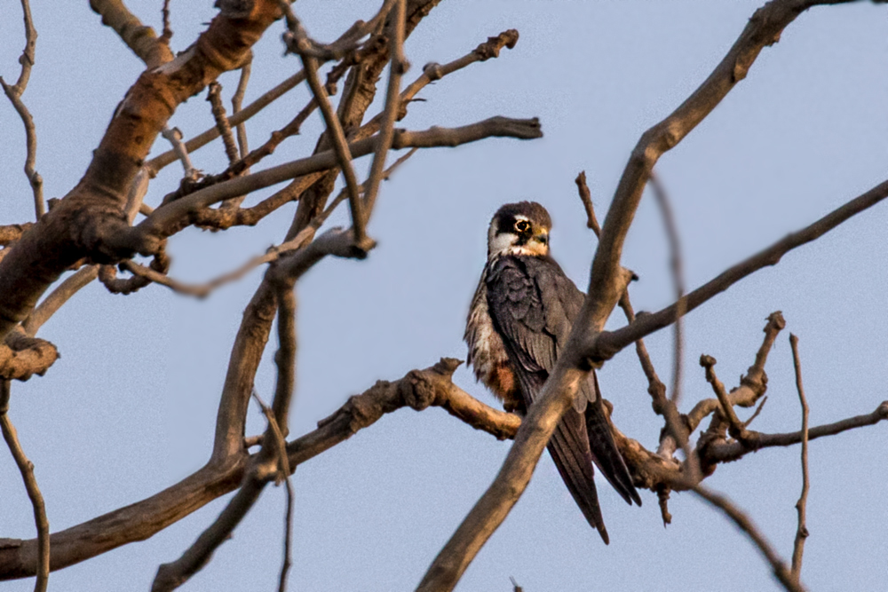 Eurasian Hobby