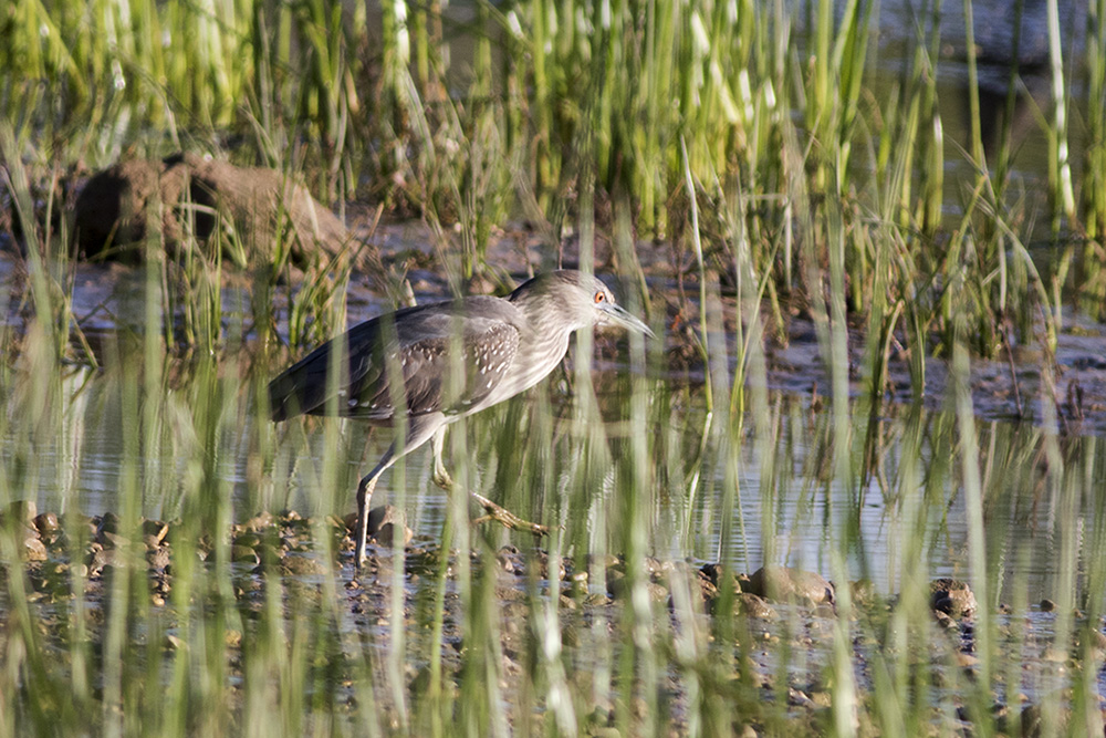 Black-crowned Night Heron