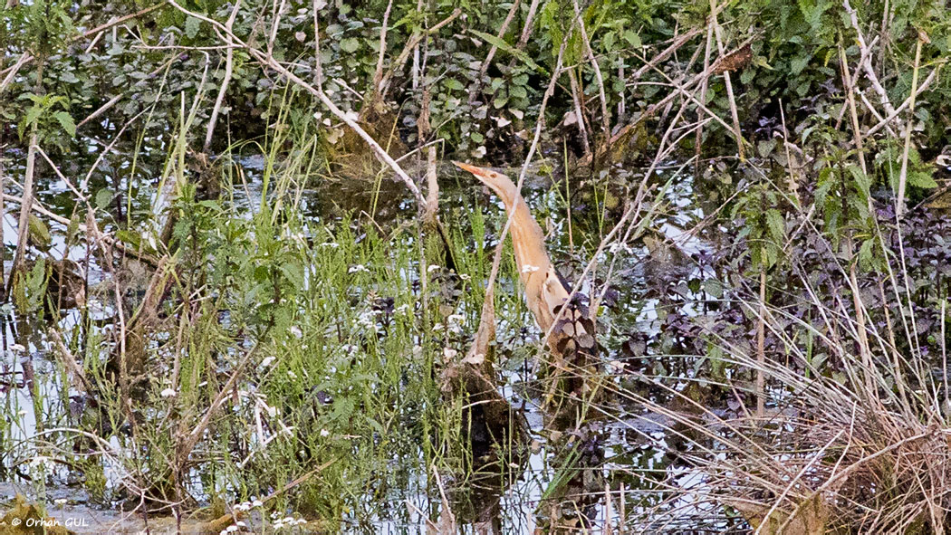 Little Bittern