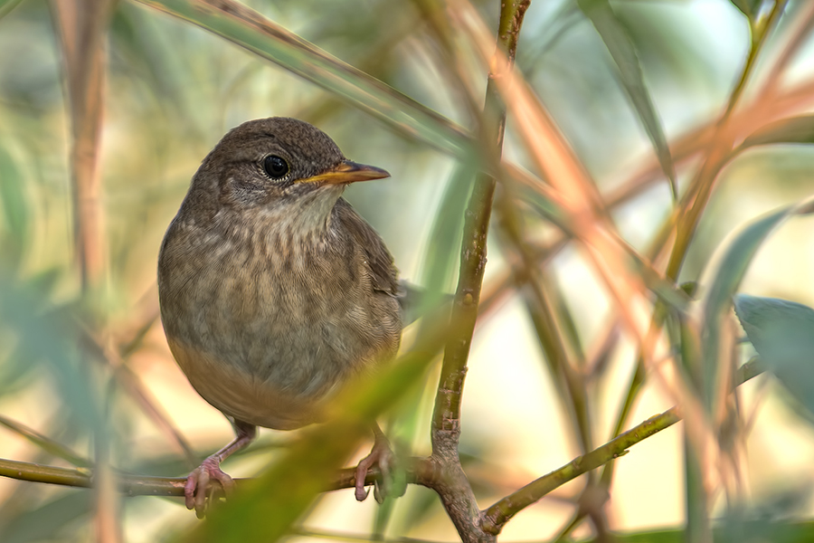 River Warbler