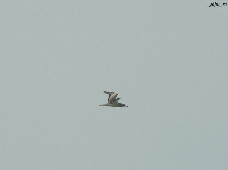 Eurasian Stone-curlew