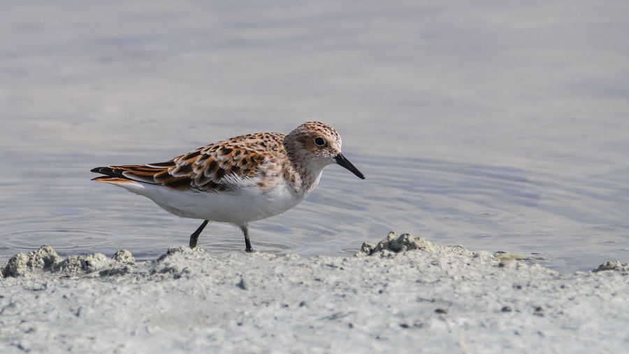 Little Stint