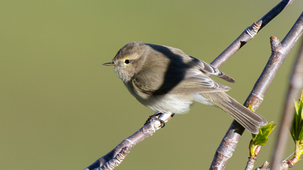 Mountain Chiffchaff