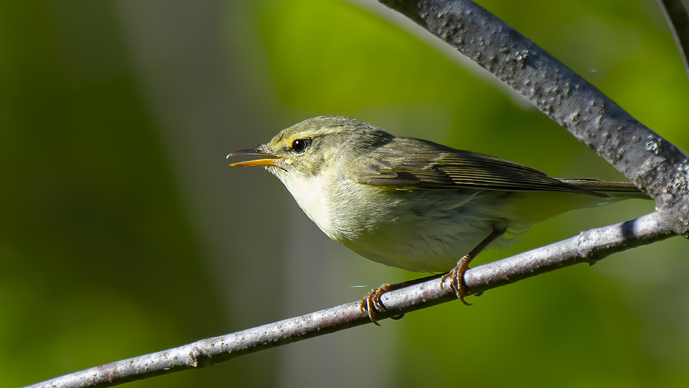 Green Warbler