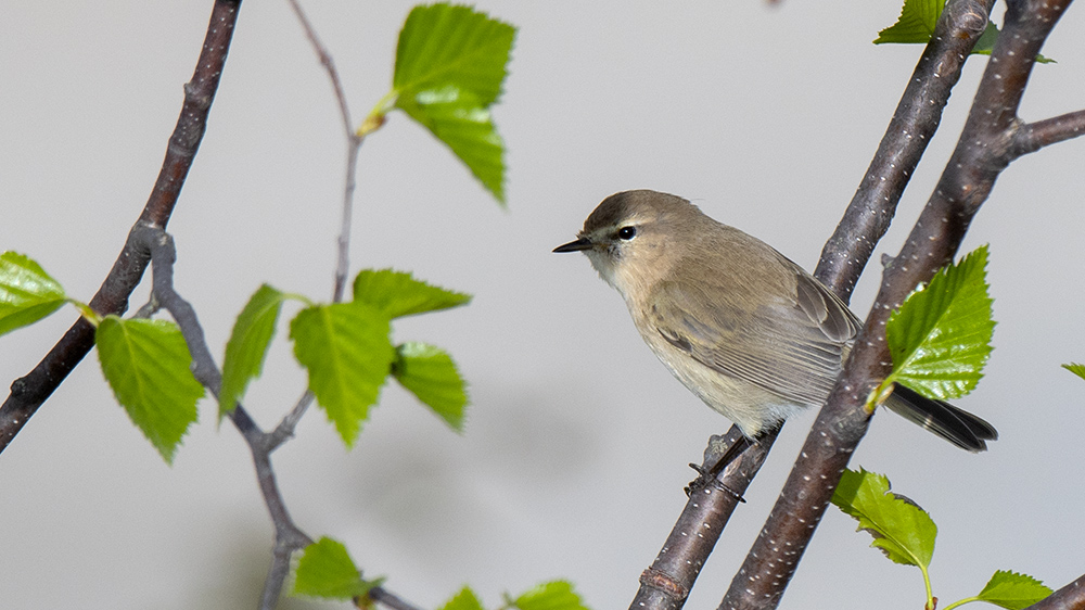 Mountain Chiffchaff