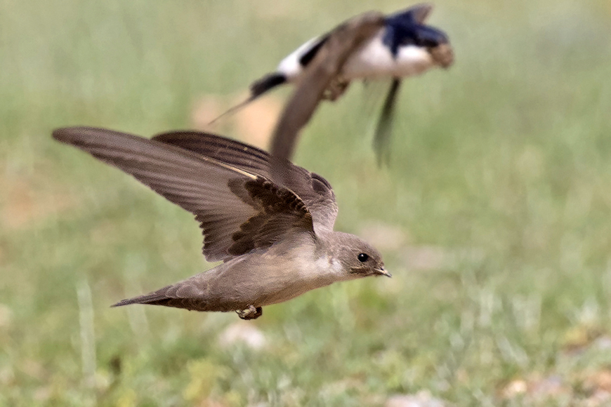 Eurasian Crag Martin