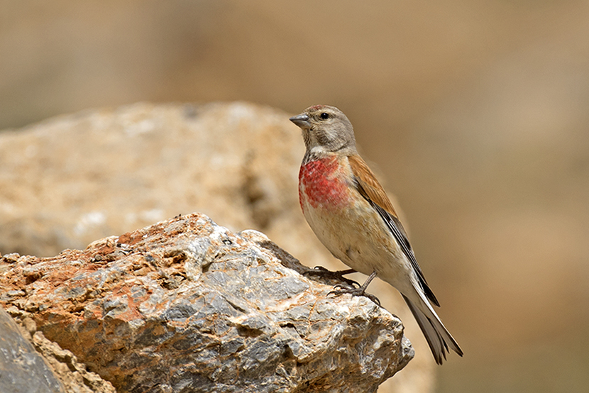 Common Linnet