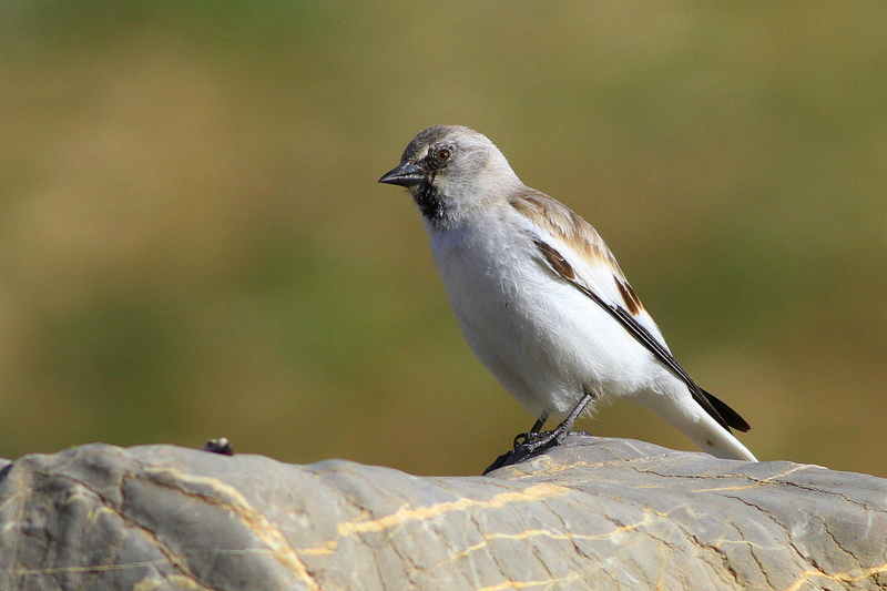 White-winged Snowfinch