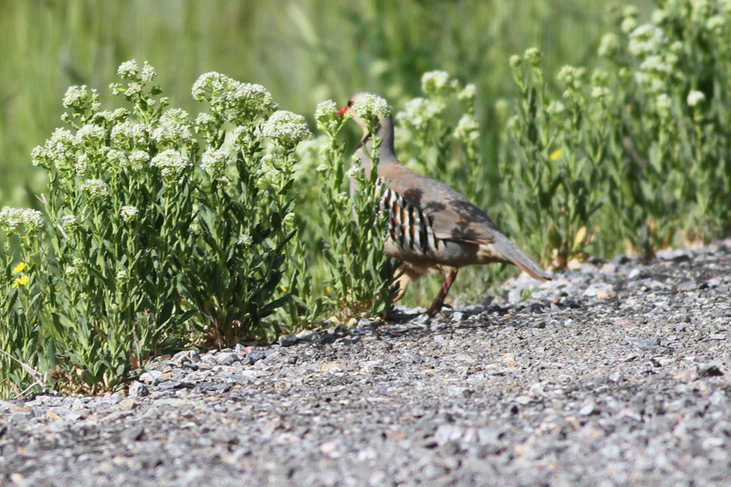 Chukar Partridge