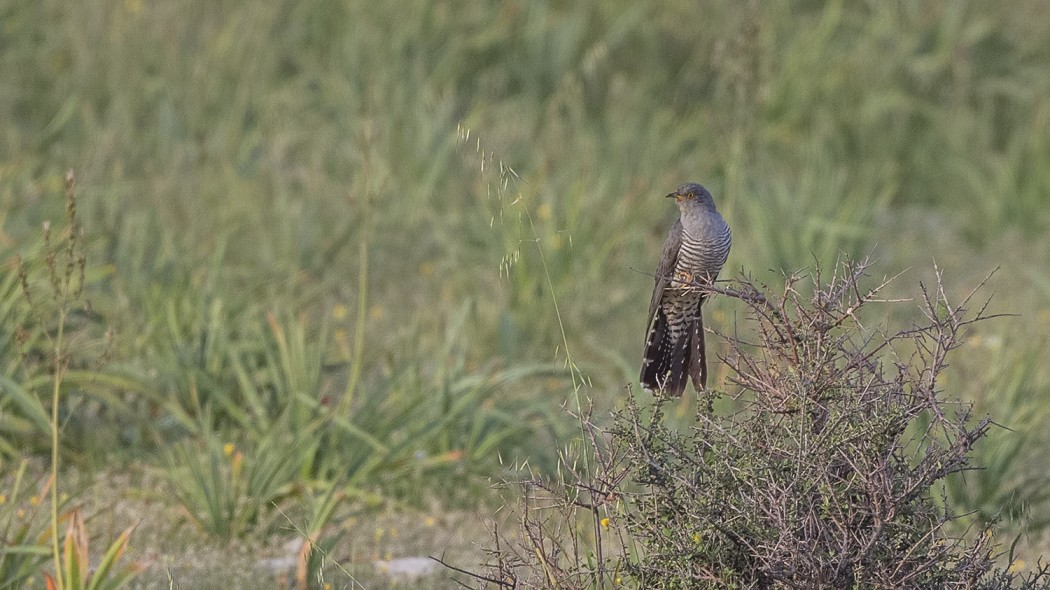 Common Cuckoo