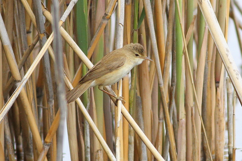 Common Reed Warbler