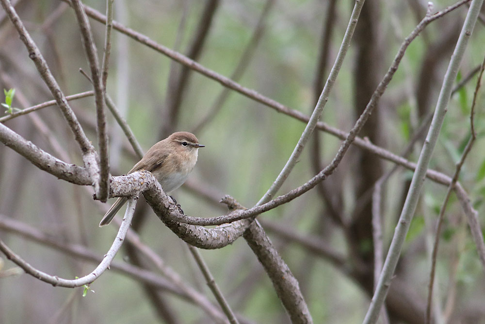 Mountain Chiffchaff