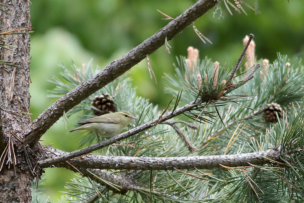Green Warbler
