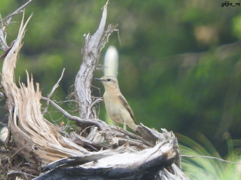 Northern Wheatear