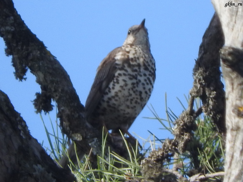 Mistle Thrush