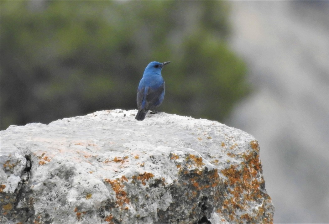 Blue Rock Thrush