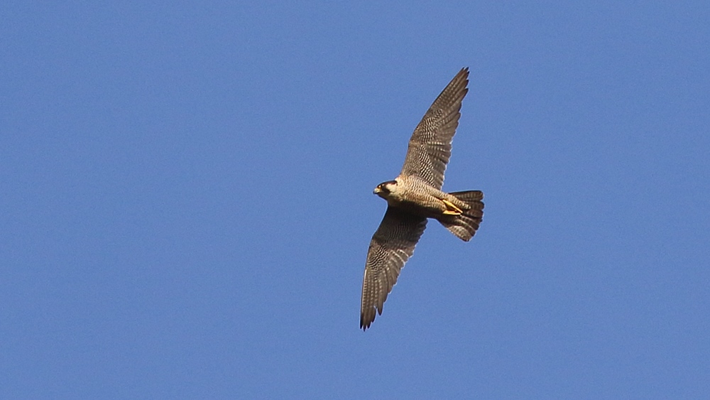 Peregrine Falcon