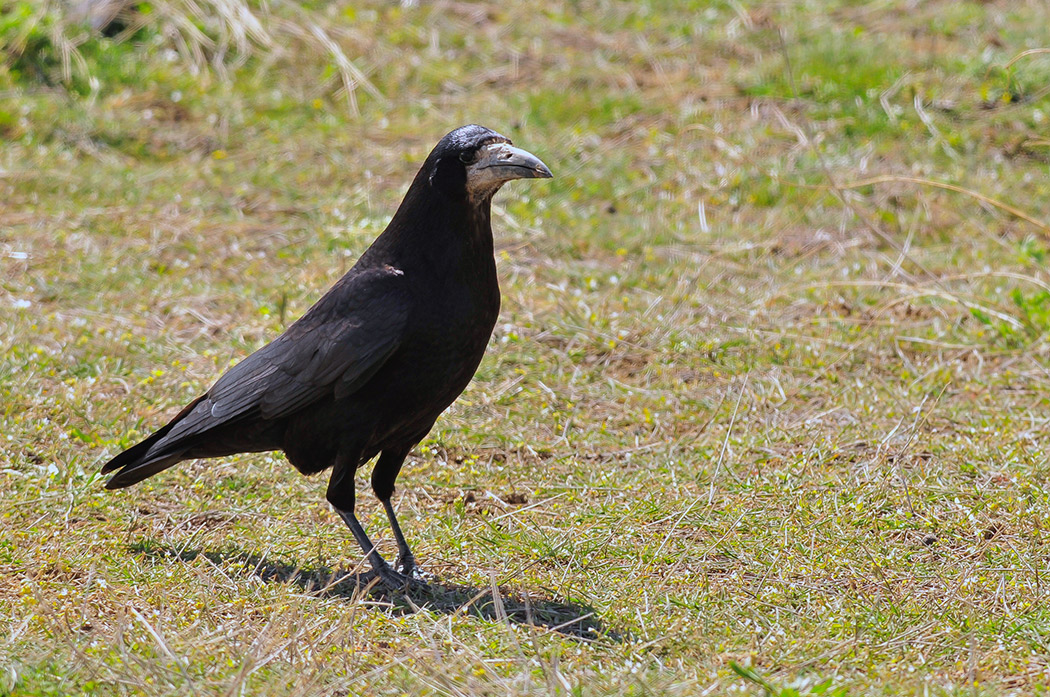 Rook
