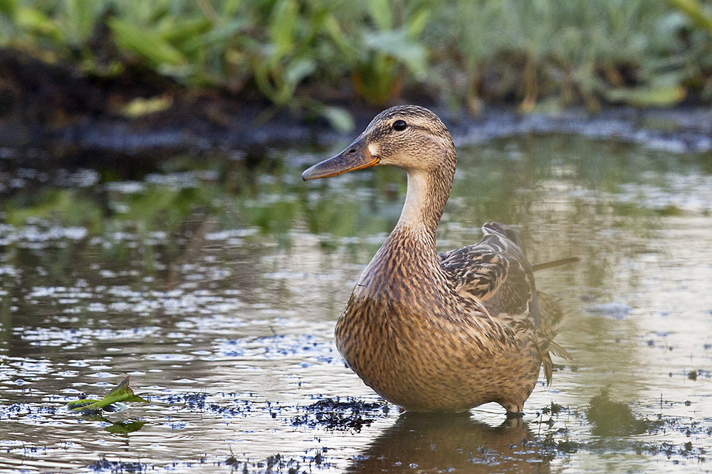 Mallard