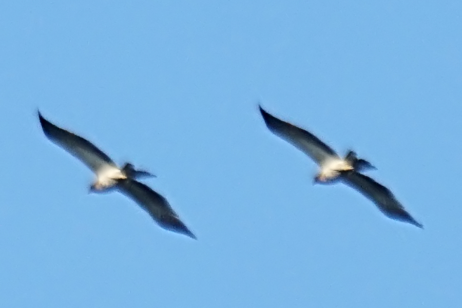 Küçük kartal